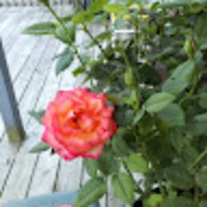 Meet your Posher, Ashly